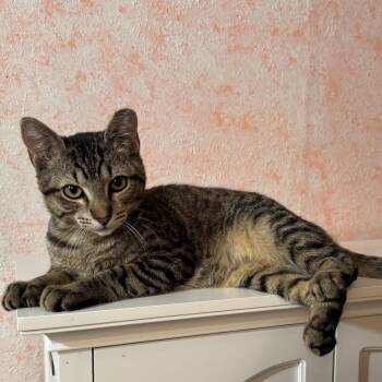 Rescue Tabby Cats for Adoption in Newport, Oregon - Maximus | PetCurious