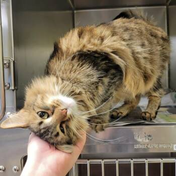 Domestic Long Hair Cats Available for Adoption - Mazikeen | PetCurious