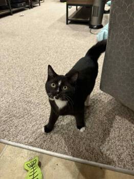 Rescue Tuxedo Cats for Adoption in New Bedford, Massachusetts - Gus (must Adopt With Cassanova) | PetCurious