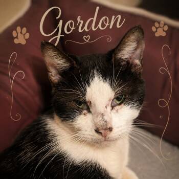 Gordon -  Domestic Short Hair Cat for Adoption in Brownsboro, Alabama - Gordon | PetCurious