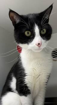 Hades -  Domestic Short Hair Cat for Adoption in Stanwood, Washington - Hades | PetCurious
