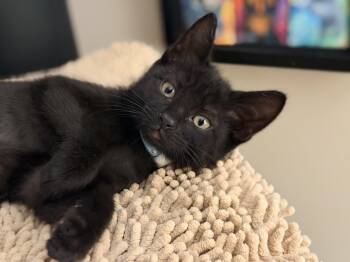 Clove -  Domestic Short Hair Cat for Adoption in Honeoye, New York - Clove | PetCurious