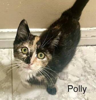 Polly -  Calico Cat for Adoption - Polly | PetCurious