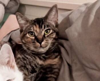 Rescue Domestic Short Hair Cats for Adoption in Denver, Colorado - Timber | PetCurious