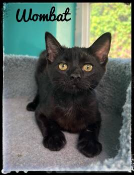 Wombat -  Domestic Short Hair Cat for Adoption in El Cajon, California - Wombat | PetCurious