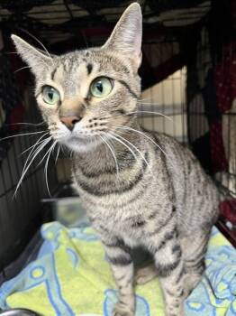 Poppy -  Domestic Short Hair Cat for Adoption in Dayton, Minnesota - Poppy | PetCurious