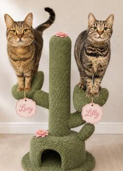 Lilly / Lucy -  Domestic Short Hair Cat for Adoption in Sebastian, Florida - Lilly / Lucy | PetCurious