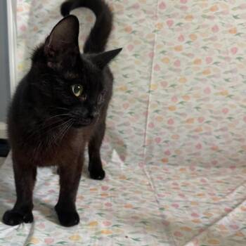 Scrabble -  Domestic Short Hair Cat Available for Adoption - Scrabble | PetCurious