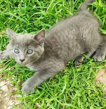 Tuna -  American Shorthair Cat for Adoption in Effingham, Illinois - Tuna | PetCurious