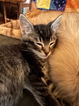 Domestic Short Hair Cats Available for Adoption in Seattle, Washington - Frankie | PetCurious