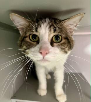 Carver  -  Domestic Short Hair Cat Available for Adoption in Moundsville, West Virginia - Carver  | PetCurious