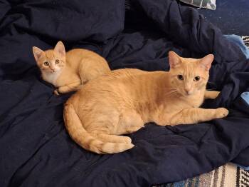 Sumo -  Tabby Cat for Adoption in Walnut Creek, California - Sumo | PetCurious
