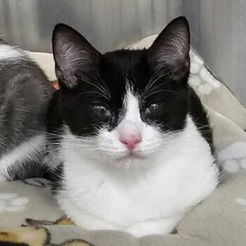 Maria -  Domestic Short Hair Cat Available for Adoption in Schenectady, New York - Maria | PetCurious