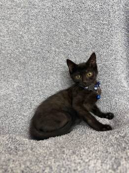 Pepper -  American Shorthair Cat for Adoption in Fredericksburg, Virginia - Pepper | PetCurious