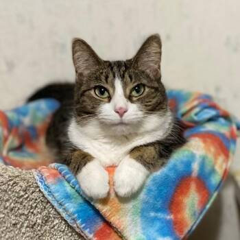 Lark -  Domestic Short Hair Cat for Adoption in Goshen, Indiana - Lark | PetCurious