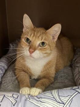 Austin $25 -  Domestic Short Hair Cat for Adoption in Seneca, South Carolina - Austin $25 | PetCurious