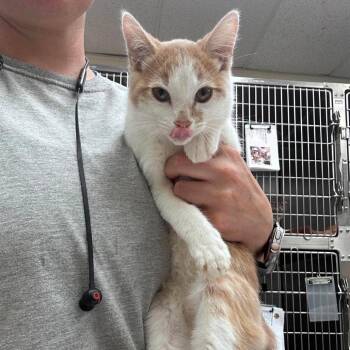 Mustard 26-08-047 -  Domestic Short Hair Cat for Adoption in Bastrop, Texas - Mustard 26-08-047 | PetCurious