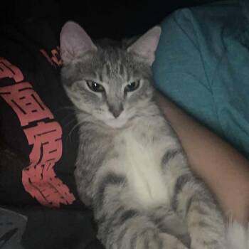 Domestic Short Hair Cats Available for Adoption - Velma | PetCurious