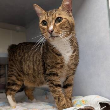 Domestic Short Hair Cats Available for Adoption - Sir | PetCurious