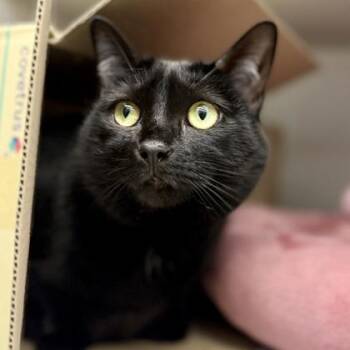 Delilah -  Domestic Short Hair Cat for Adoption in Atlanta, Georgia - Delilah | PetCurious