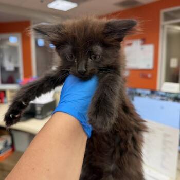 Ace -  Domestic Medium Hair Cat for Adoption in Westminster, California - Ace | PetCurious
