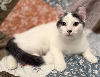 Winston -  American Shorthair Cat for Adoption in Bolivia, North Carolina - Winston | PetCurious