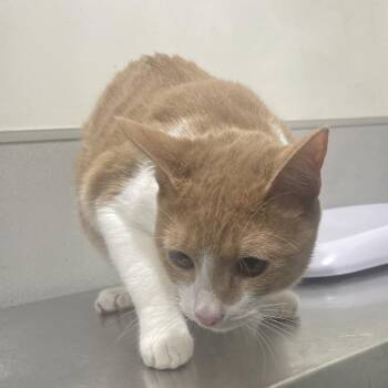 Domestic Short Hair Cats Available for Adoption - Blue | PetCurious