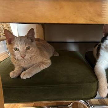 Goby -  Domestic Short Hair Cat for Adoption in Evanston, Illinois - Goby | PetCurious