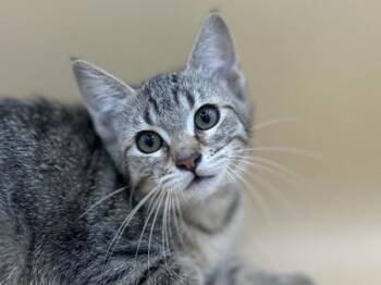 Irene -  Domestic Short Hair Cat for Adoption in Portland, Oregon - Irene | PetCurious