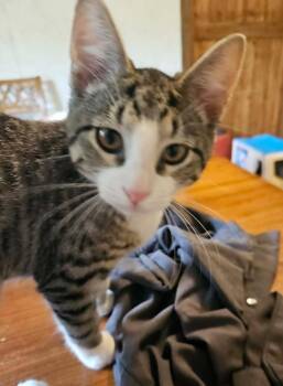 Snuggles -  Domestic Short Hair Cat for Adoption in South Bend, Indiana - Snuggles | PetCurious