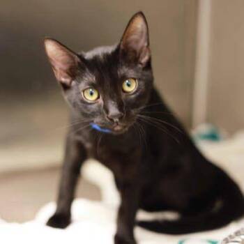 Gilly -  Domestic Short Hair Cat for Adoption in Atlanta, Georgia - Gilly | PetCurious