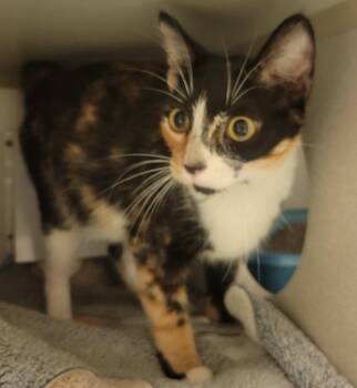 Mulberry -  Domestic Short Hair Cat for Adoption in Mason City, Iowa - Mulberry | PetCurious