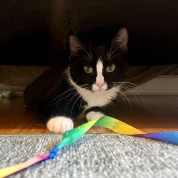 Isabelle (Pretty Girl Xavier) -  Domestic Short Hair Cat for Adoption in Westport, Connecticut - Isabelle (Pretty Girl Xavier) | PetCurious