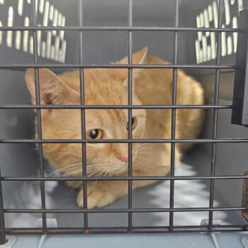 Garfield -  Domestic Short Hair Cat for Adoption in Corydon, Indiana - Garfield | PetCurious