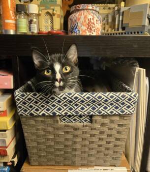 Rescue Domestic Short Hair Cats for Adoption in Sioux Falls, South Dakota - Barry | PetCurious