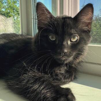 Molokai -  Domestic Medium Hair Cat for Adoption in Woodinville, Washington - Molokai | PetCurious