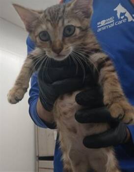 LILO -  Domestic Short Hair Cat for Adoption in Fort Lauderdale, Florida - LILO | PetCurious