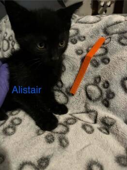 Alistair -  Domestic Short Hair Cat Available for Adoption in Virginia Beach, Virginia - Alistair | PetCurious
