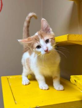 Spike -  Domestic Short Hair Cat for Adoption in Maryville, Missouri - Spike | PetCurious