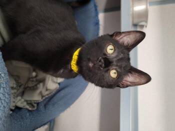 Diablo (Calcifer) -  Domestic Short Hair Cat for Adoption in Fort Walton Beach, Florida - Diablo (Calcifer) | PetCurious
