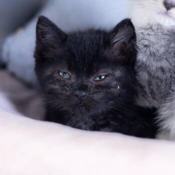 Ella -  Domestic Short Hair Cat for Adoption - Ella | PetCurious