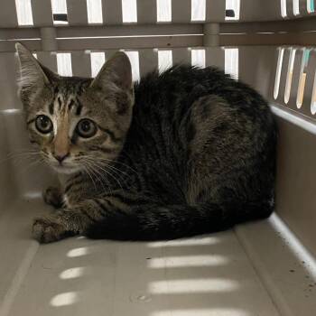 Barncat Blaze -  Domestic Short Hair Cat for Adoption in Columbia, Missouri - Barncat Blaze | PetCurious