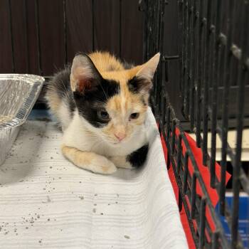 Patches -  Calico Cat for Adoption in Bell Gardens, California - Patches | PetCurious