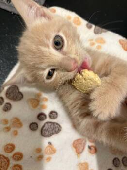 Malware -  Domestic Short Hair Cat for Adoption in Tucson, Arizona - Malware | PetCurious