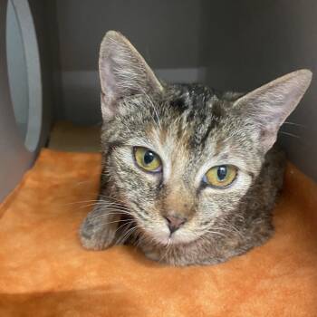 Rescue Domestic Short Hair Cats for Adoption in Lakewood, California - Ginger | PetCurious