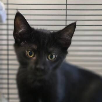 Lyric -  Domestic Short Hair Cat for Adoption in Muncie, Indiana - Lyric | PetCurious