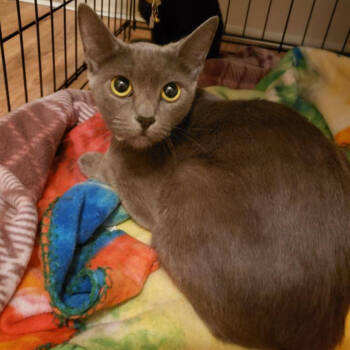 Rescue Domestic Short Hair Cats for Adoption in Los Angeles, California - Foxy | PetCurious