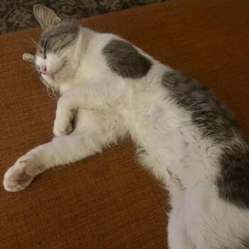 Barnacle -  Domestic Short Hair Cat for Adoption in Evanston, Illinois - Barnacle | PetCurious