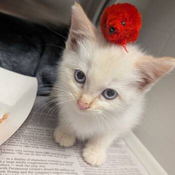 Rescue Domestic Short Hair Cats for Adoption in Chattanooga, Tennessee - Tillie | PetCurious