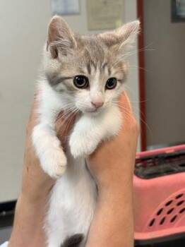 Riptide -  Domestic Short Hair Cat for Adoption in Memphis, Tennessee - Riptide | PetCurious
